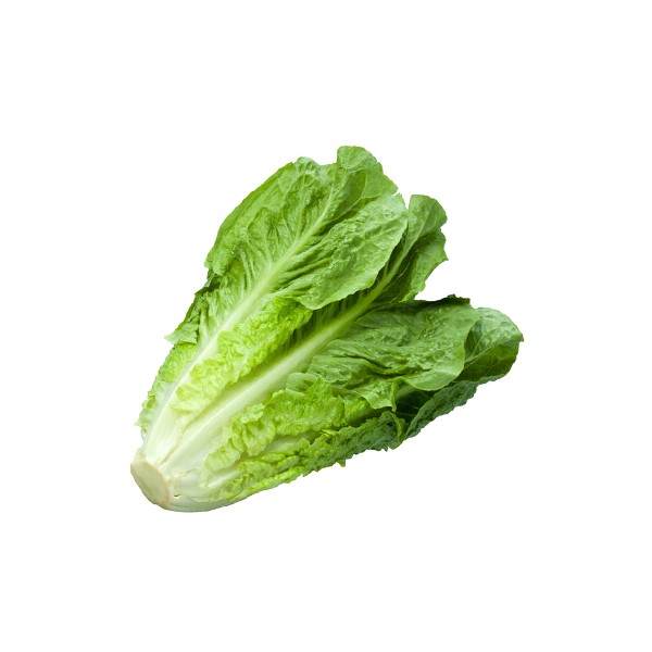 benih Lettuce Romaine, jual benih lettuce Romaine murah enak bisa dimakan