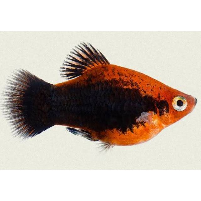 

Ikan Hias Platy Tuxedo Red
