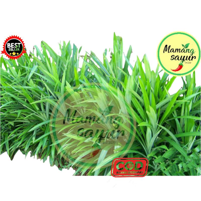 

DAUN PANDAN SEGAR