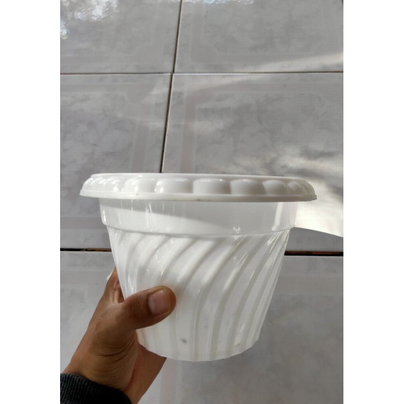 Pot bonsai kelapa minion - pot bonsai mini bonsai