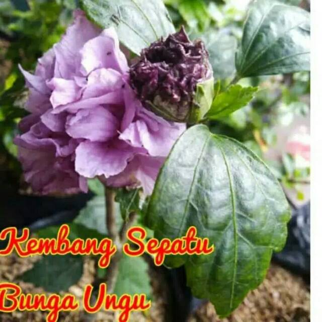Tanaman hias bunga sepatu ungu - pohon bunga sepatu ungu