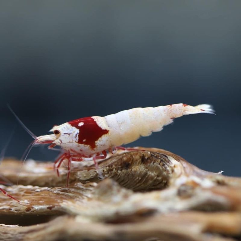 Udang hias RED MOSURA aquascape dan aquarium