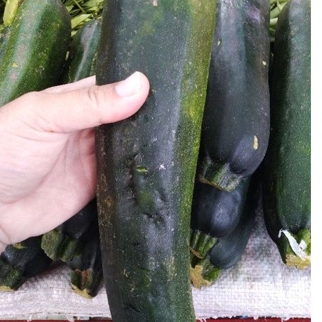 

sayuran zuccini/zukini/oyong/gambas jepang - 1000gram