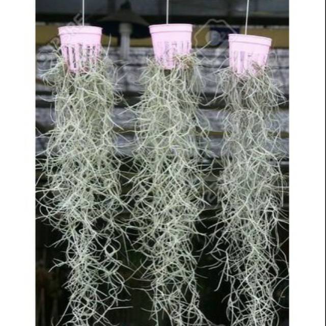 Tanaman Hias Jenggot Musa / Lumut Spanyol