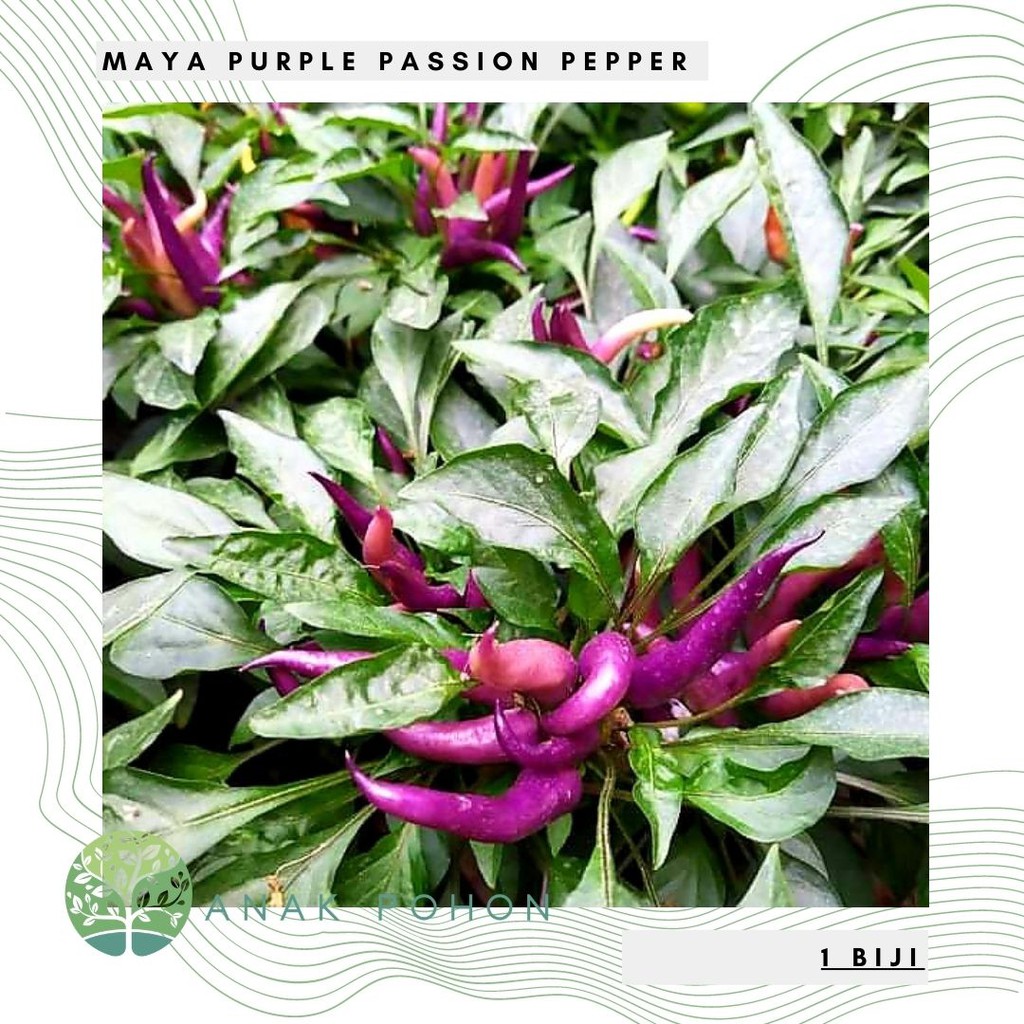 Benih Bibit Biji - Cabai Maya Purple Passion Pepper