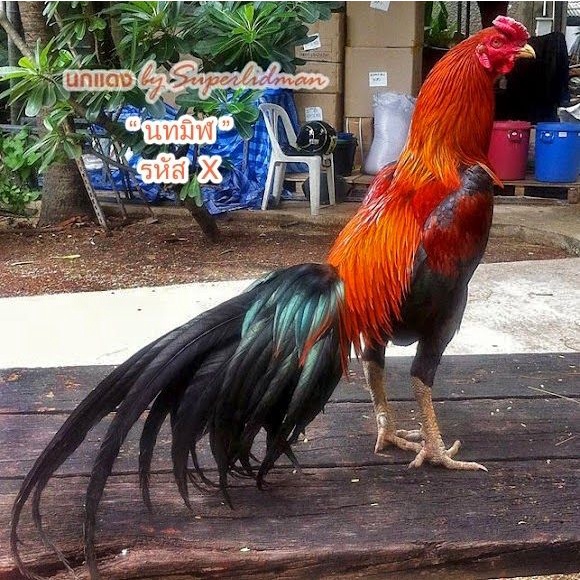 

TELUR AYAM BANGKOK WANGKAS JUMBO UNTUK DI TETASKAN
