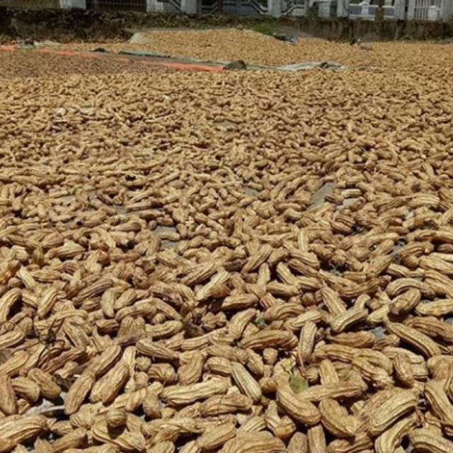 

Kacang tore