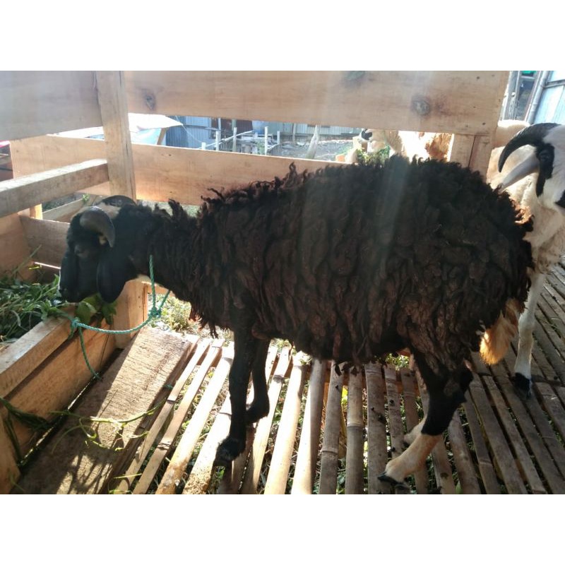 

Domba Aqiqah/Qurban tipe C