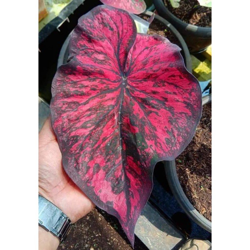 keladi/caladium AC Antanu