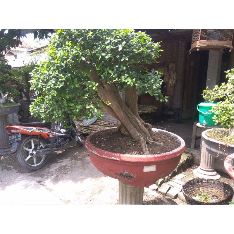 bahan bonsai serut (strebles asper ) dongkelan berkarakter
