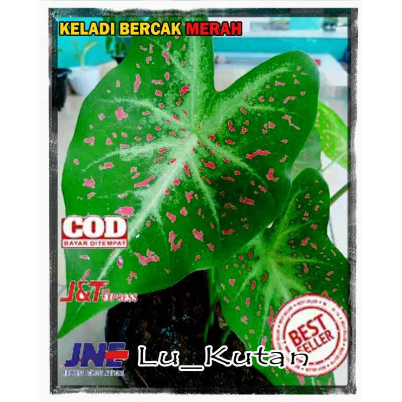 KELADI BERCAK MERAH GARIS PUTIH