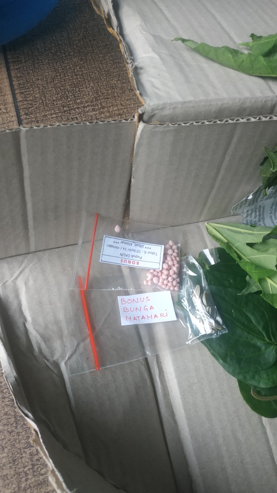 Daun Sirih Hijau Ketemu Ros Segar