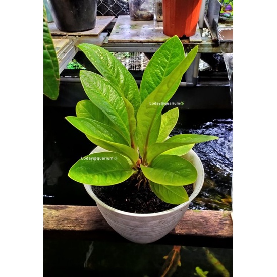 ANTURIUM JEMANI GOLDEN UKURAN DEWASA