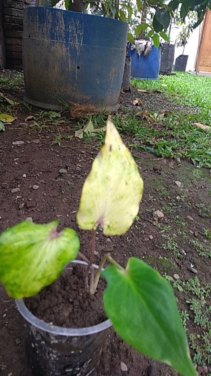 Caladium Keladi Wayang