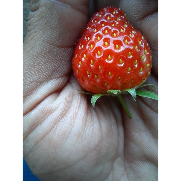 

strawberry lembah asri