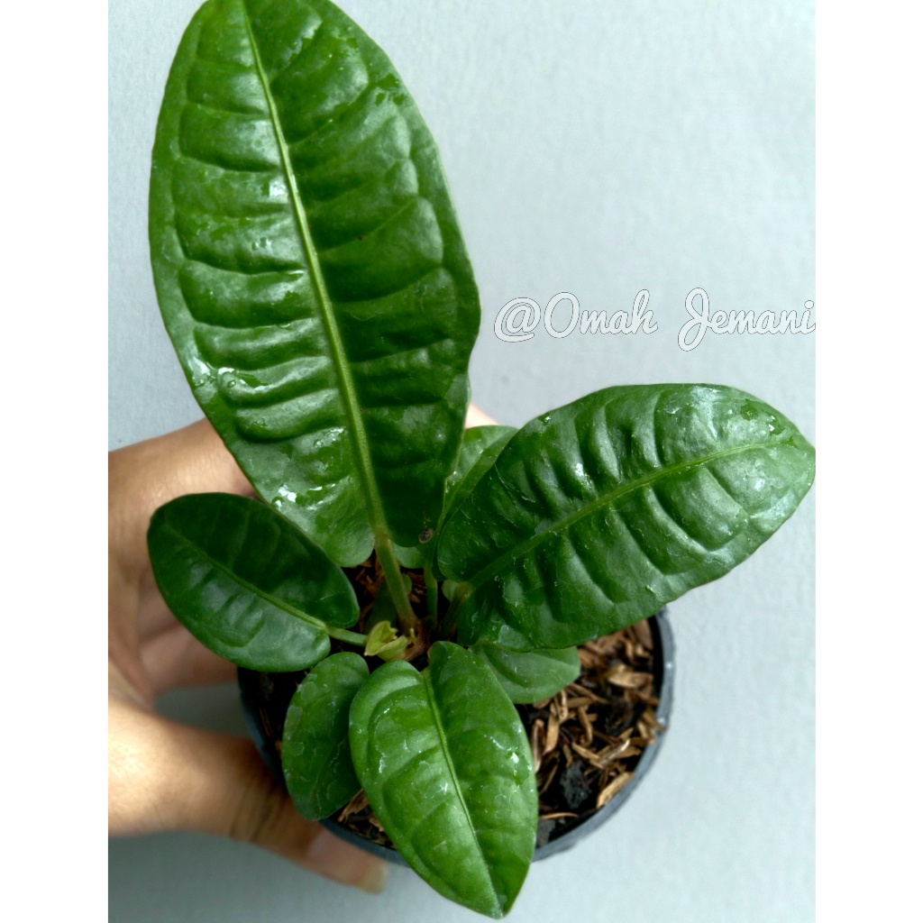Anthurium Reflexinervium Baby Size / Anthurium Refleksi / Antorium Refleksi / Anthurium Reflexy (BIB