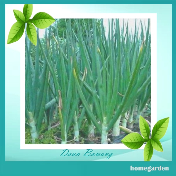 Bibit Daun Bawang Benih Daun Bawang Bibit Tanaman Sayuran