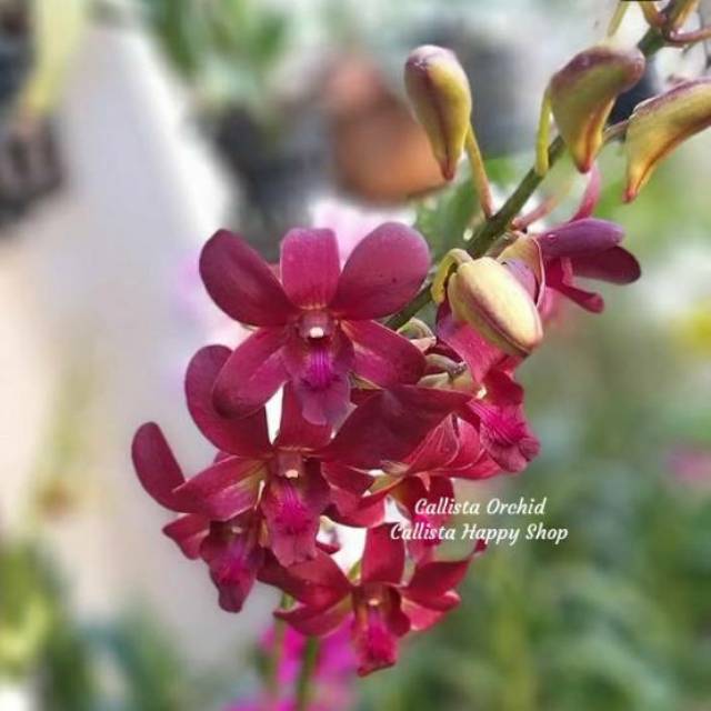Anggrek Dendrobium Coyote Red
