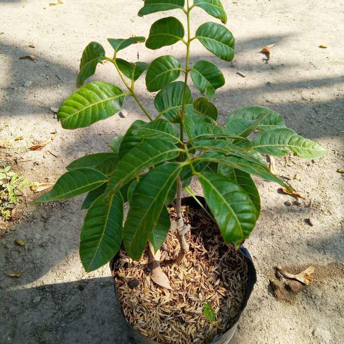 Bibit Klengkeng Matalada