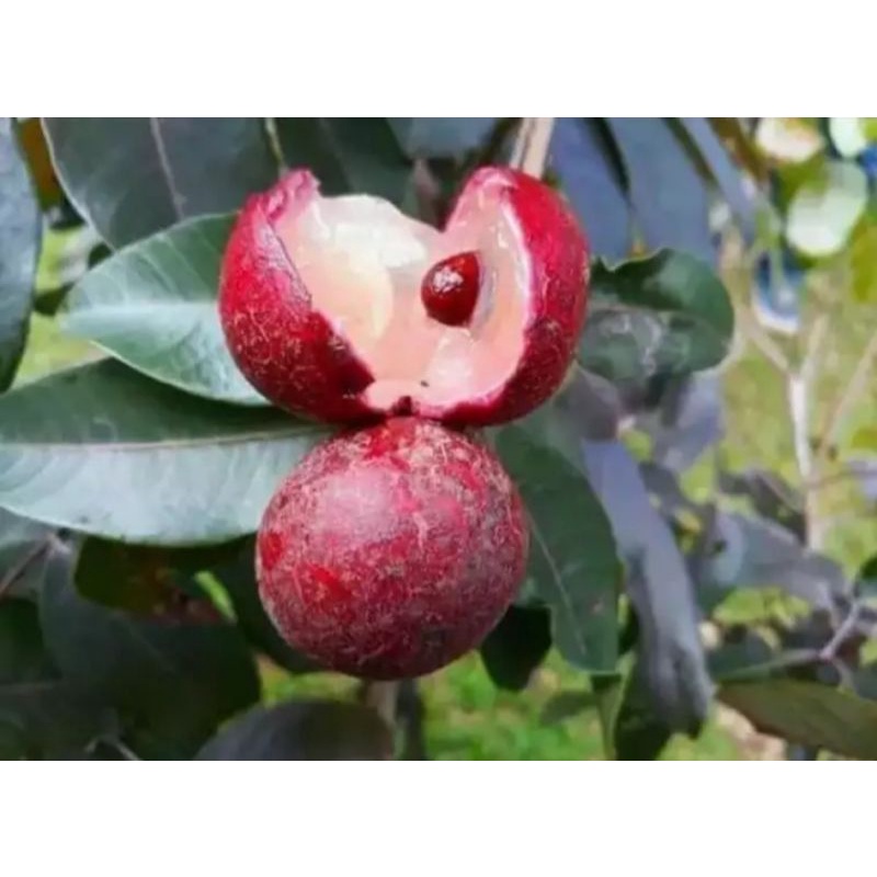 bibit kelengkeng merah unggul