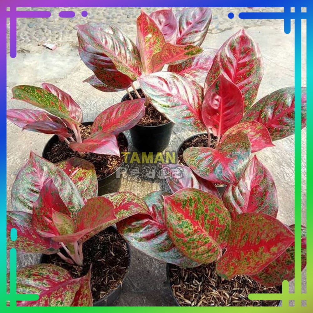 Tanaman Aglonema Red Stardust/ Aglaonema Stardust - Benih Tanaman Hias Aglaonema