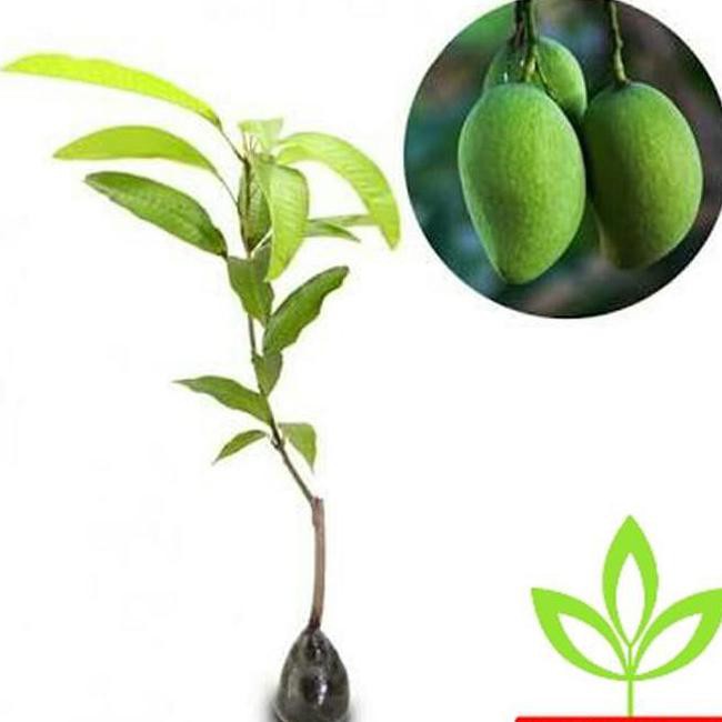 C4T BIBIT MANGGA KIO JAY L3N