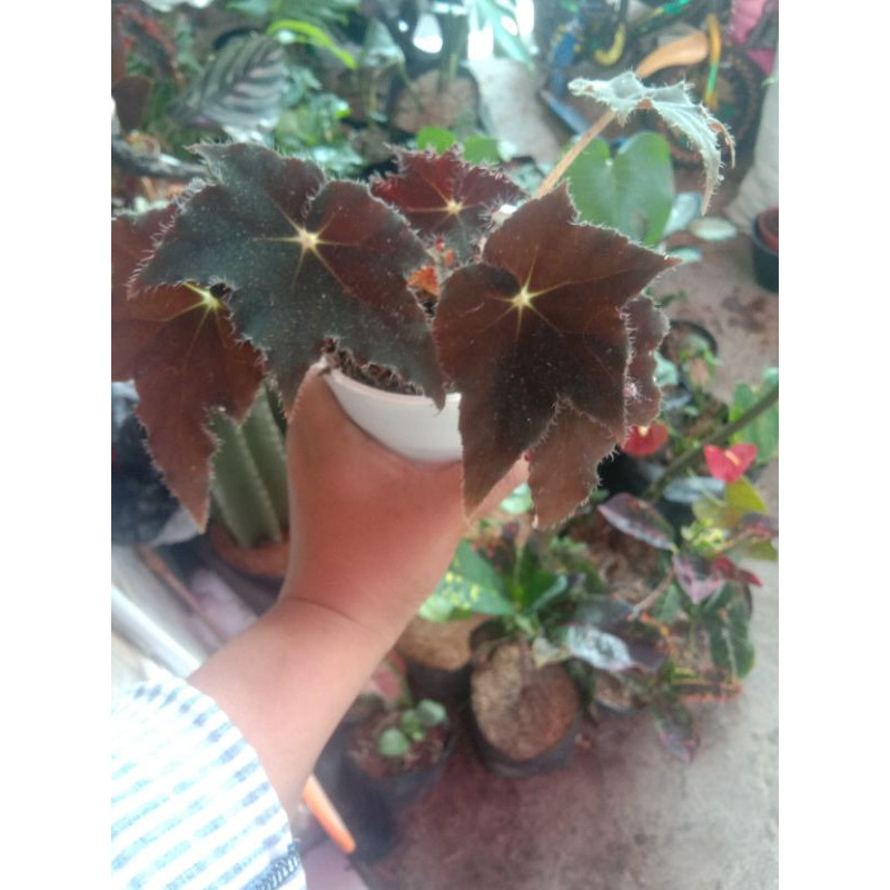 begonia black velvet