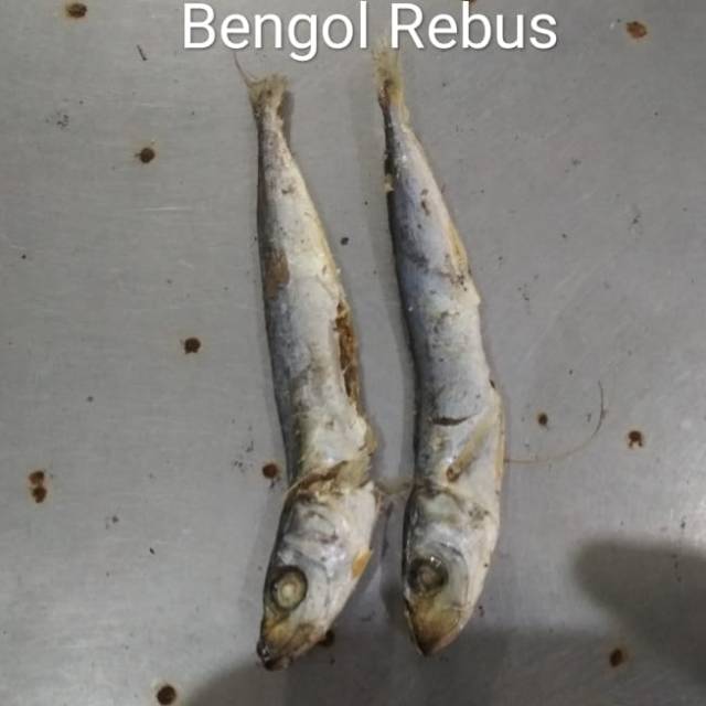 

Bengol rebus / ikan bengol olahan