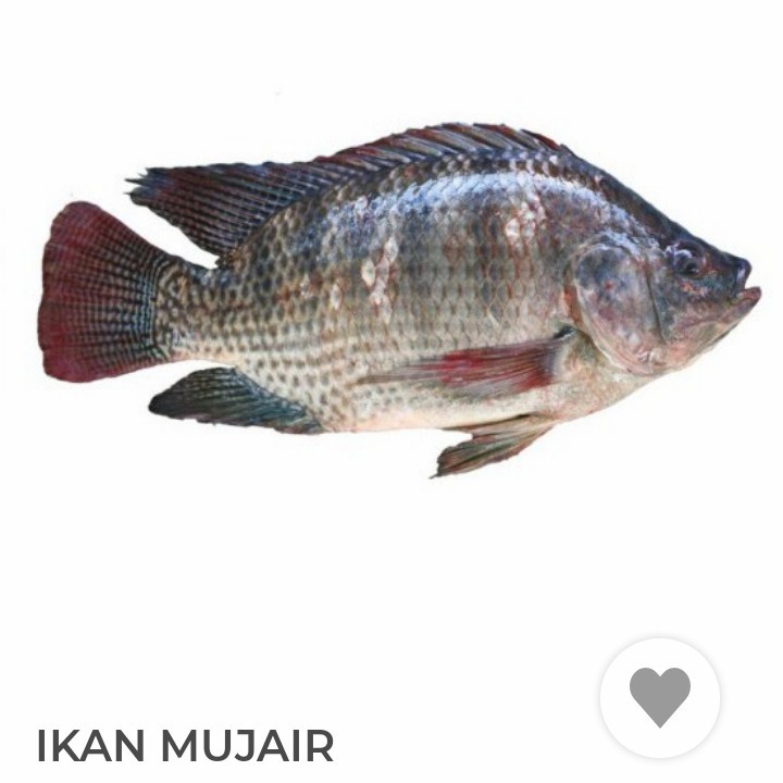 

ikan mujair super 500g SEGAR SETIAP PAGI