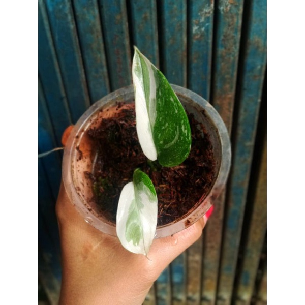 Scindapsus Treubii moonlight varigata langka//scindaspus//scindaspus varigata