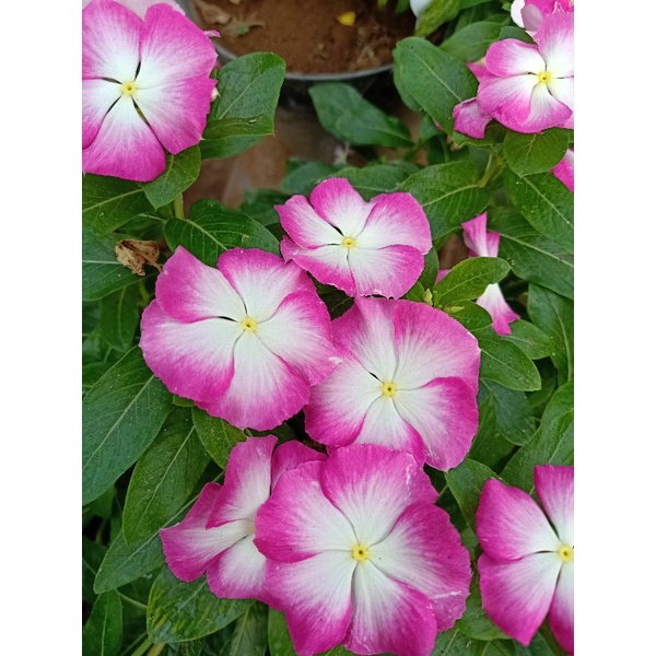 BIJI BUNGA VINCA JEPANG  WHITE SPLASH.vinca.bunga vinca juntai.benih vinca.vinca juntai.bunga vinca.