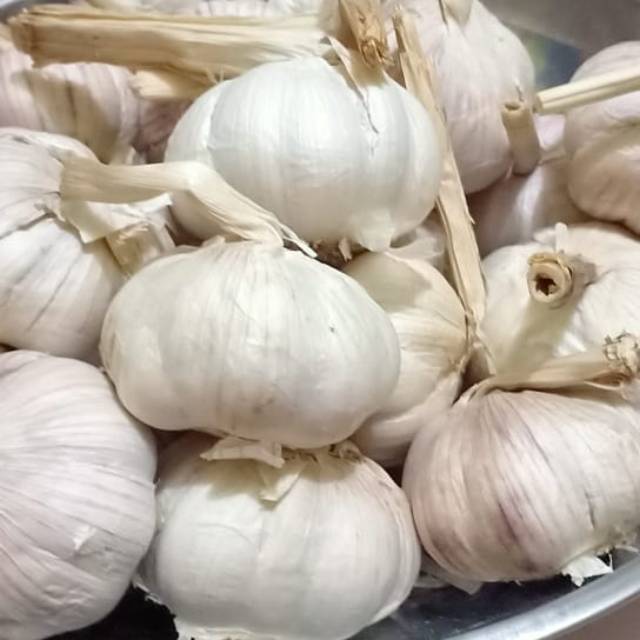 

Bawang Putih Biasa