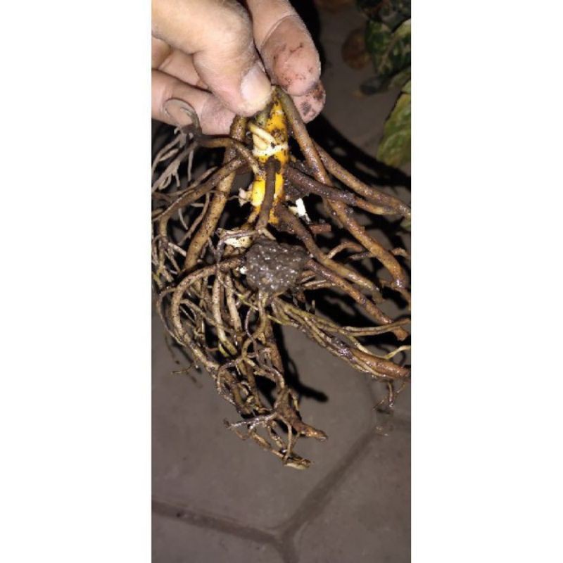 PROMOBibit bonggol aglonema kochin nezkia - bonggol tanaman hias aglonema