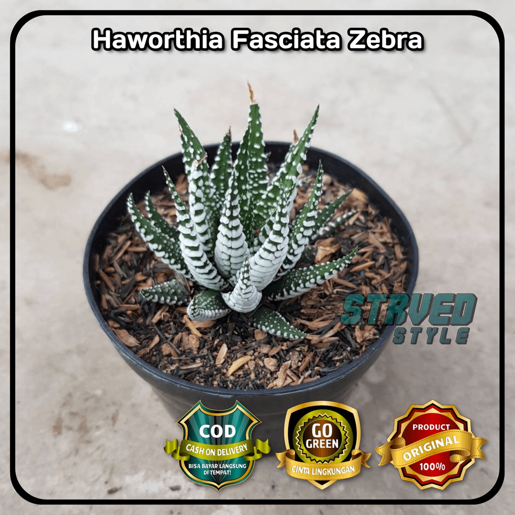 HAWORTHIA FASCIATA ZEBRA TANAMAN KAKTUS  SUCCULENT HIAS 