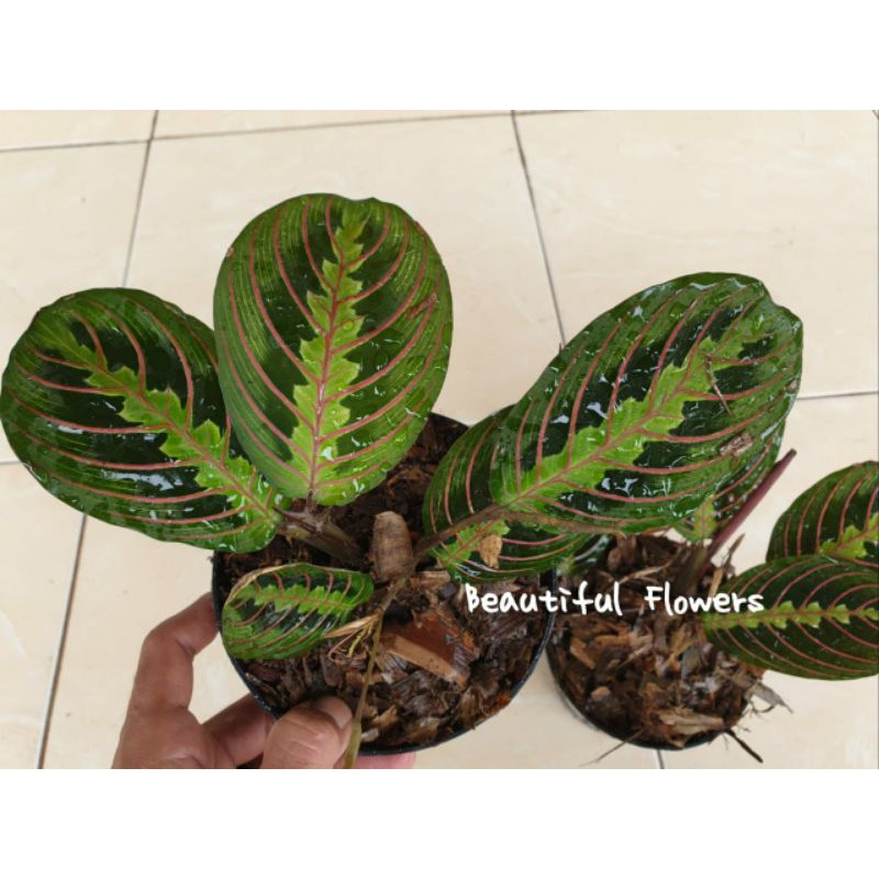 Calathea Kepiting | Tanaman Hias Calathea