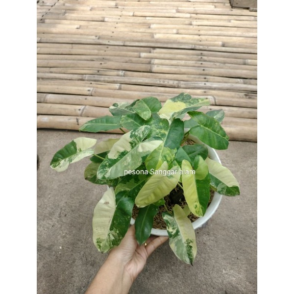 philodendron brekele varigata