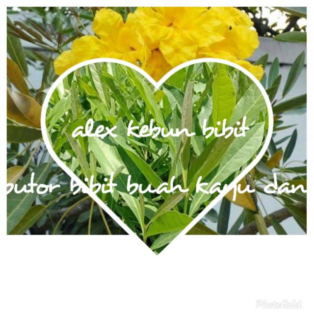 Bibit tabebuya kuning