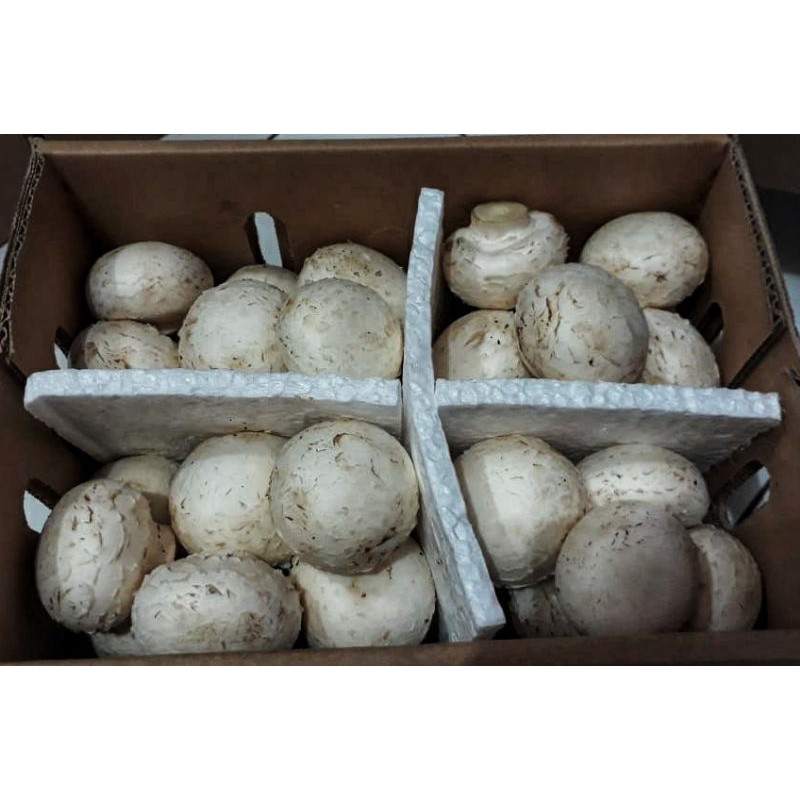 

Jamur Kancing/ Champignon