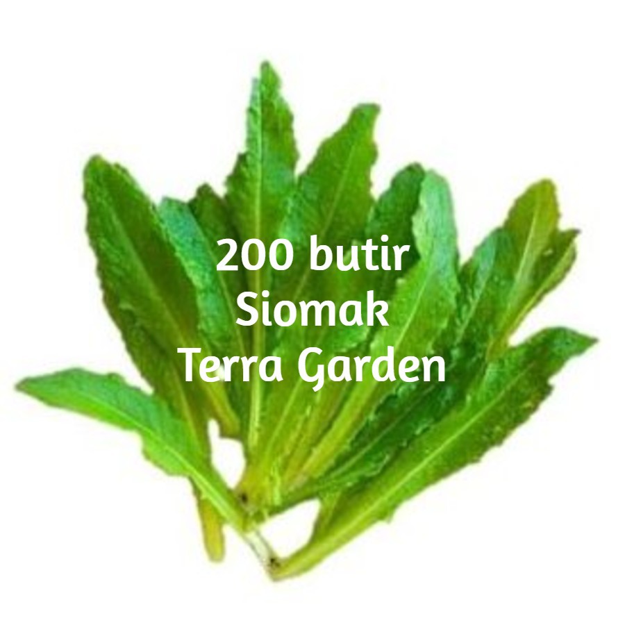 Benih Siomak Biji sayuran siomak selada seeds