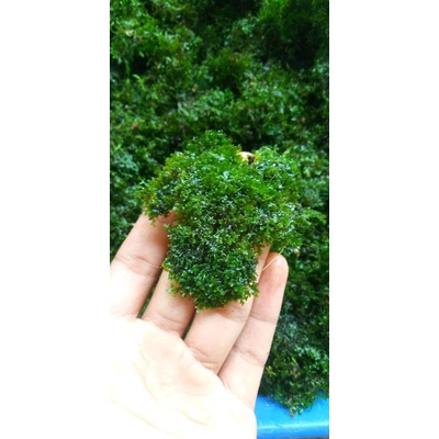 Moss Ricardia mini pelia porsi mika 15x10 Tanaman aquascape aquarium beli 5 gratis 1