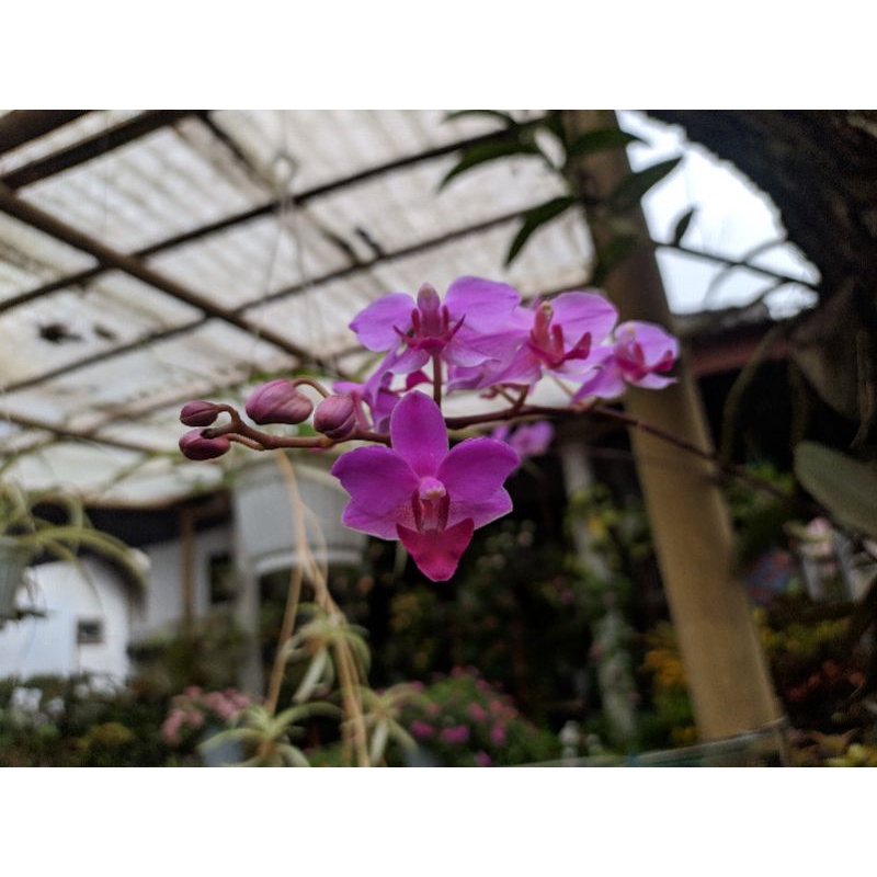 Anggrek bulan doritis lidah merah