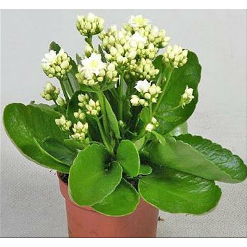 Tanaman Bunga Calandiva Cocor Bebek  Kalanchoe / Calanchoe Bisa Pilih Warna