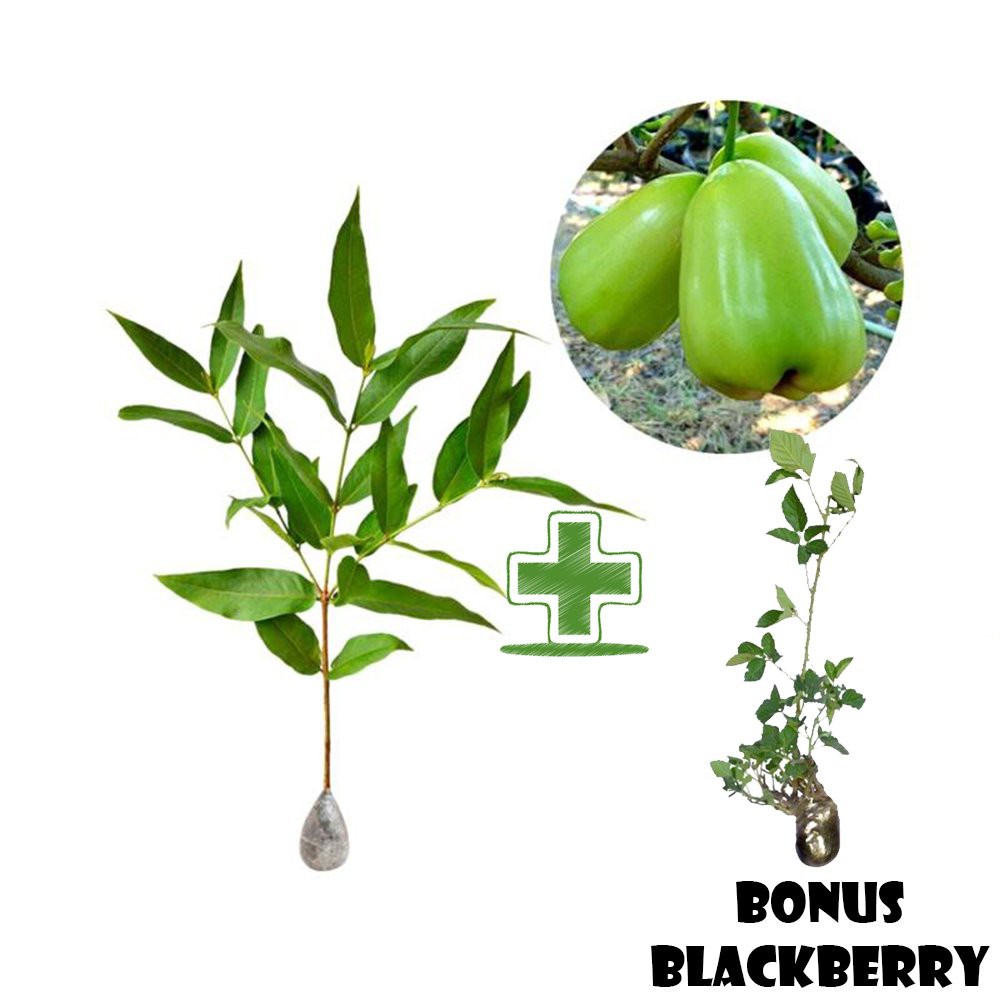 Tanaman Buah Jambu Air Super Green BONUS Bibit Blackberry