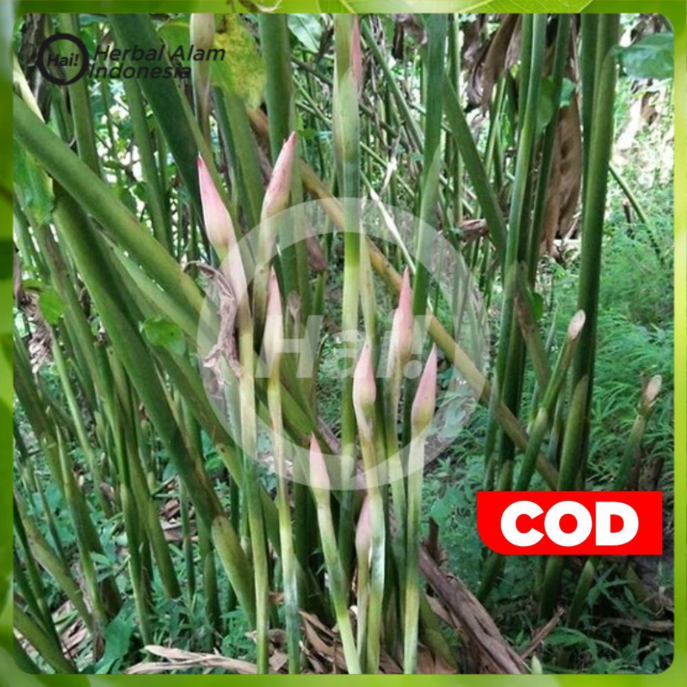 

BIJI BENIH BUAH KECOMBRANG HONJE Asam Cekala Patikala