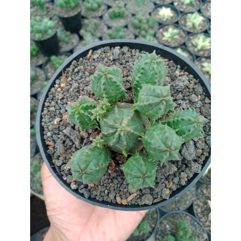 Kaktus - sukulen - euphorbia hybrid x globosa cluster