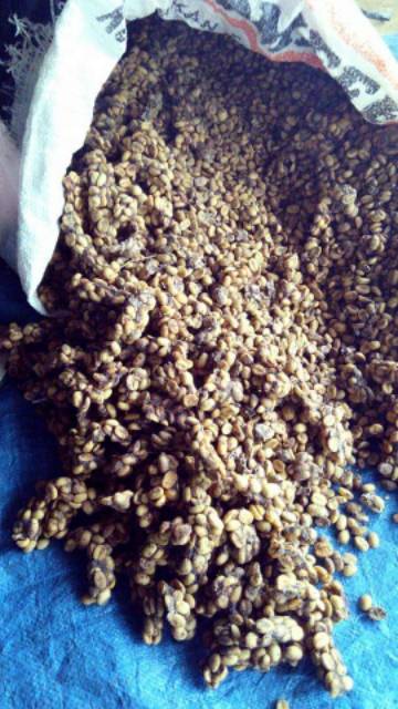 Kopi Biji Luwak Liar Arabika Gunung Sumbing Temanggung