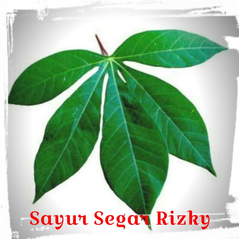 

Daun singkong