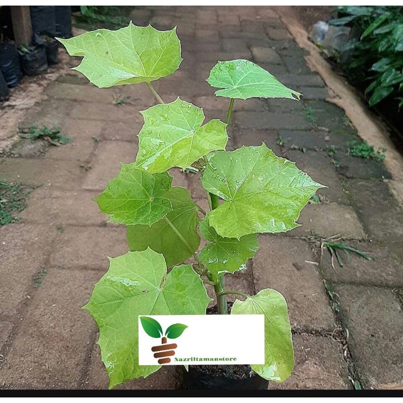 TANAMAN JARAK / tanaman herbal pohon jarak /Tanaman Hias Jarak Obat - Pohon Jarak - Pohon Herbal