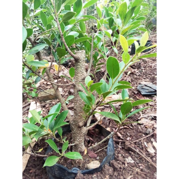 Bibit Bonsai ficus mecocarpa./Beringin kimeng Cangkokan super