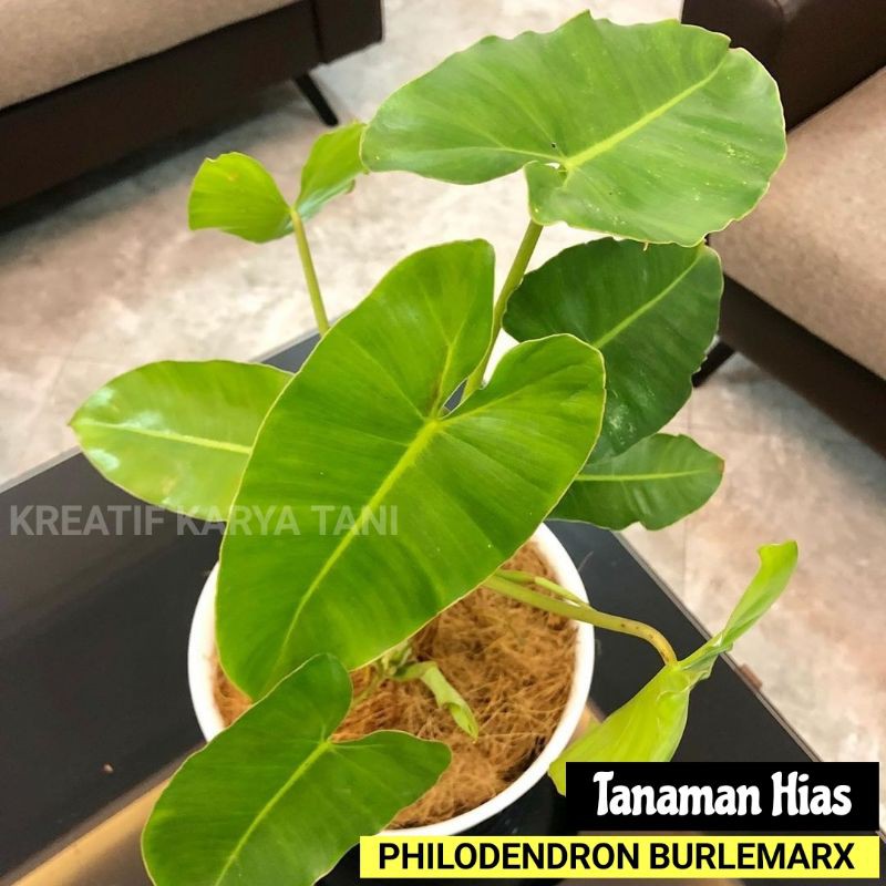 Tanaman philodendron burlemarx - Tanaman hias philo burlemarx green